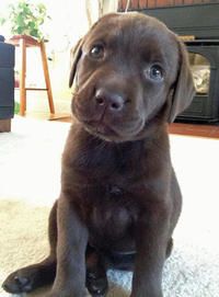 Dog Ear Drying Solution Homemade Dog Ear Drying Solution Homemade