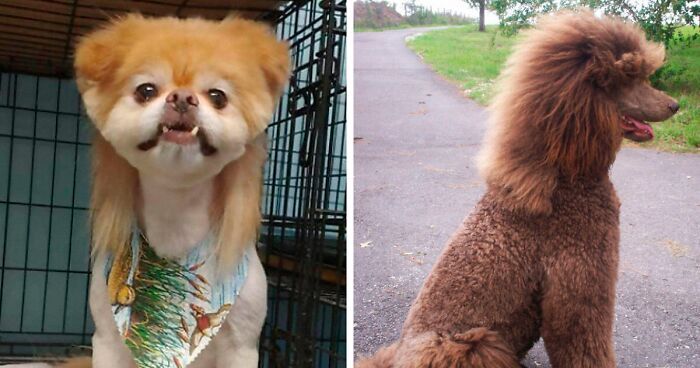 30 Pics Of Dogs With Mullets That Are Making The Internet Confused in