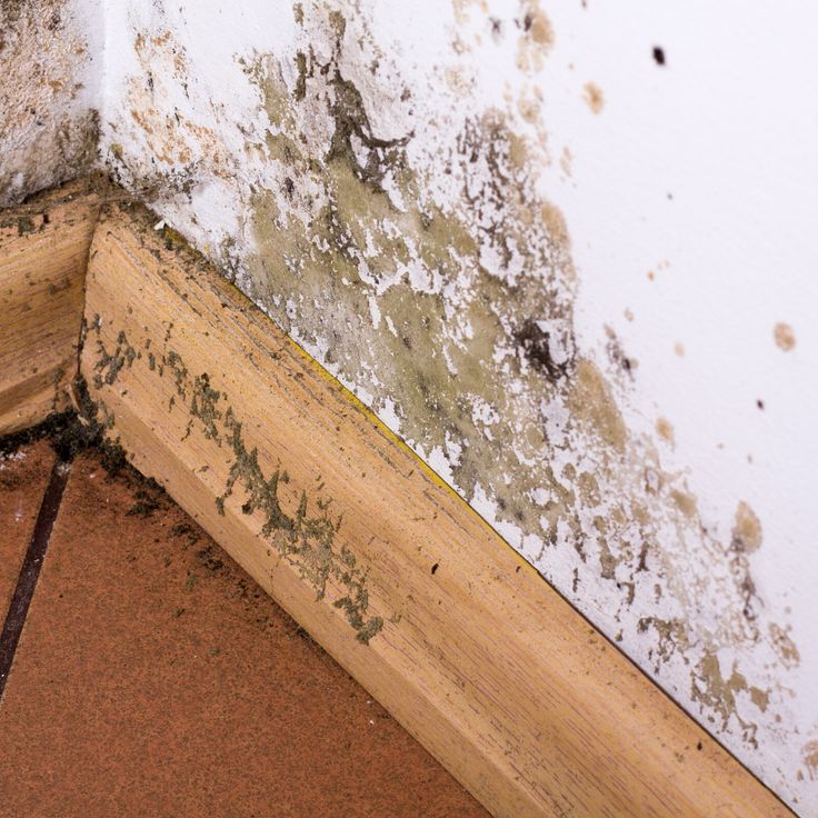 Is It Mold Or Water Damage Mold can cause serious health issues for you and your family. Here is a