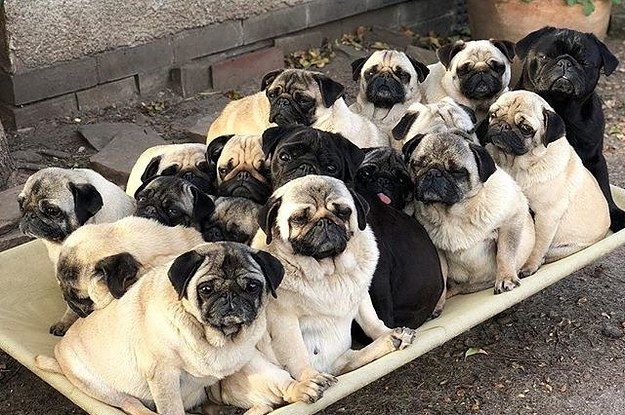 19 Times Pugs Literally Caused The Internet To Implode From Sheer