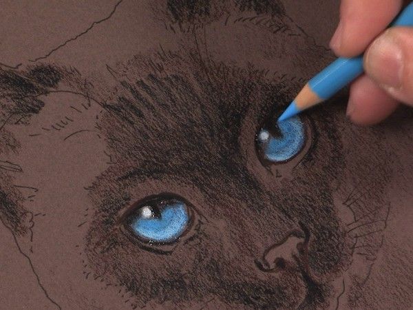 Colored pencil animals how to draw a cat Colored pencil animals how to draw a cat