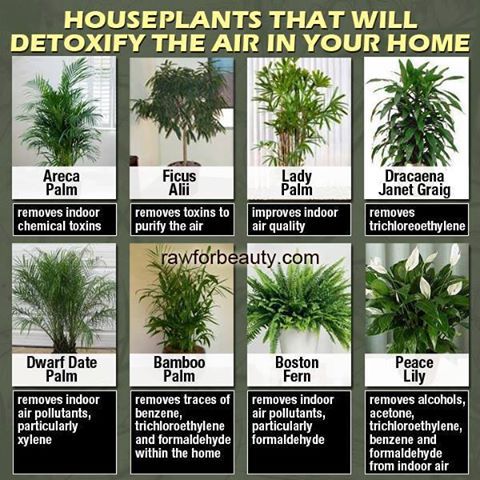 Houseplants That Will Detoxify The Air In Your Home Areca Palm That Will Detoxify The Air In Your Home Areca Palm Ficus Alii Lady Dracaena Janet Graig Dwarf Date Ba Fitness Health Plant