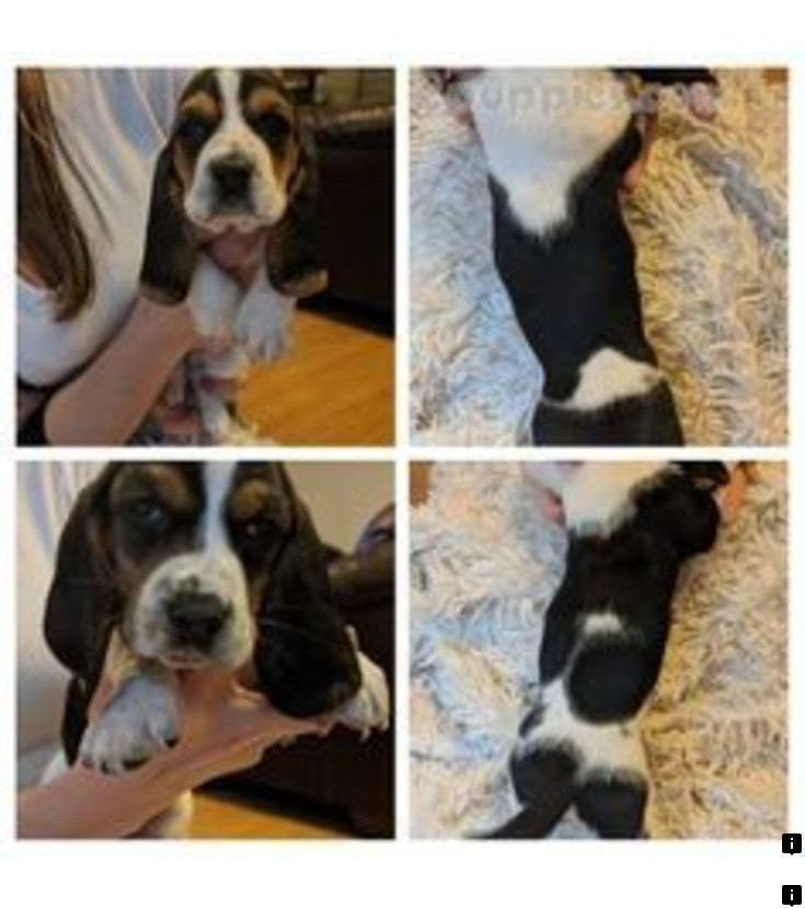 Follow The Link To Get More Information Pugs For Adoption Near Me