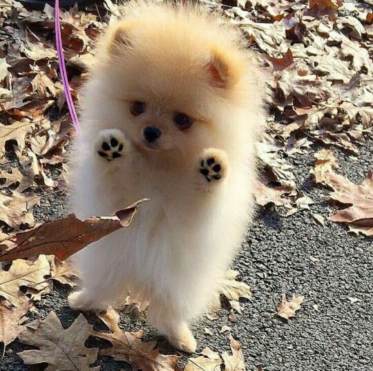 best shoo for pomeranian puppy best 25 pomeranians ideas on pomeranian puppy pomeranian and baby pomeranian best shoo for pomeranian puppy best 25 pomeranians ideas on pomeranian puppy pomeranian and baby pomeranian