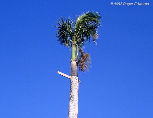 2x4 board impaled a palm tree after a tornado hit essay on natural disaster