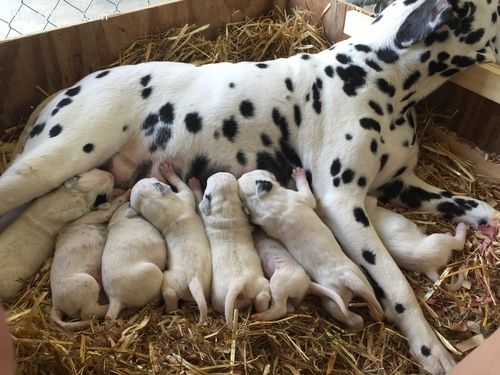 dalmatian puppies florida top 25 best dalmatian puppies for sale ideas on dalmatians for sale dalmatian puppies florida top 25 best dalmatian puppies for sale ideas on dalmatians for sale