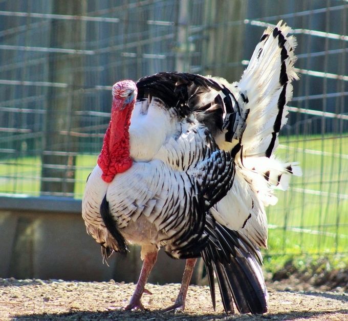little ponderosa zoo and rsscue little ponderosa zoo and rsscue