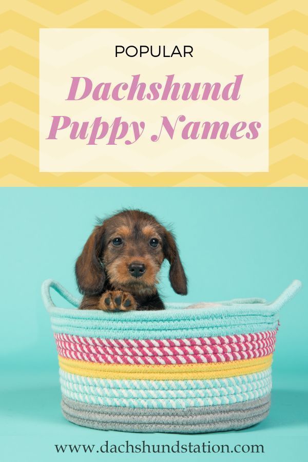 Best Dachshund Names Of 2020 In 2020 Puppy Names