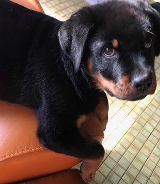 rottweilers for sale in illinois m 225 s de 25 ideas incre 237 bles sobre criadero de rottweiler en camas para rottweilers for sale in illinois m 225 s de 25 ideas incre 237 bles sobre criadero de rottweiler en camas para