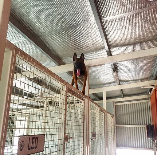 In Kennel Dog Training Brisbane In Kennel Dog Training Brisbane