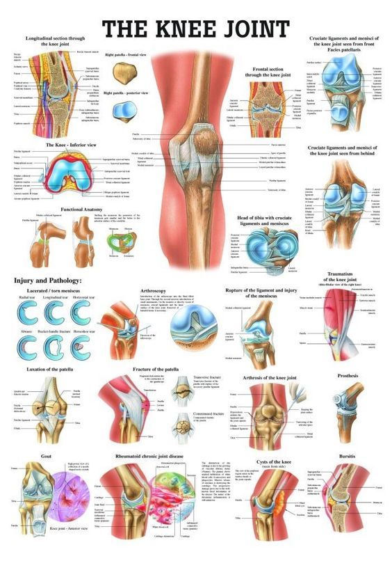 The Knee Joint Laminated Anatomy Chart | Knee joint anatomy, Joints anatomy, Physical therapist ...
