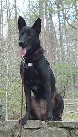 australian shepherd and german shepherd mix 16 best german australian shepherd images on pinterest german australian shepherd and german shepherd mix 16 best german australian shepherd images on pinterest german