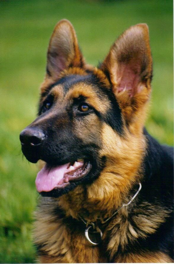 2177 best Dogs images on Pinterest dogs