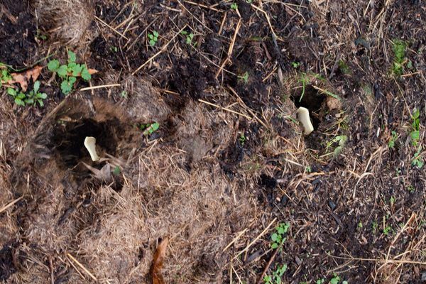 Natural Way To Get Rid Of Ground Moles Natural Way To Get Rid Of Ground Moles