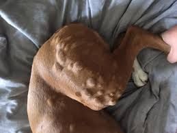 Can Pregnant Dogs Have Benadryl Can Pregnant Dogs Have Benadryl