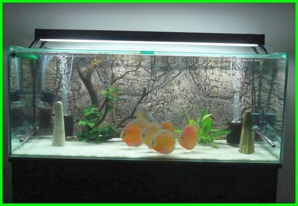 Apakah Lampu Akuarium Perlu Dimatikan Dunia Fauna Apakah Lampu Akuarium Perlu Dimatikan Dunia Fauna