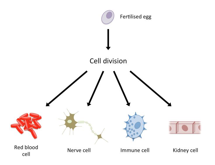 193 best Epigenetics images on Pinterest Health and wellness - new blueprint gene expression 193 best Epigenetics images on Pinterest Health and wellness - new blueprint gene expression