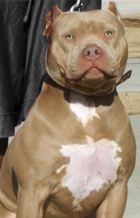 Champagne brindle cheap pitbull