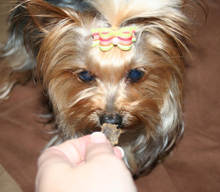Image result for yorkie shoes eat disaster paper