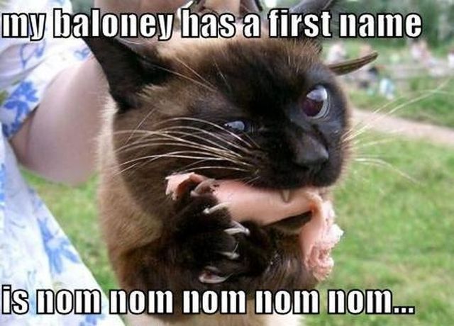 442 best all funny cats! images on pinterest funny cats, funny 8bd82c8ecd2324fc5c88b3214045dd3c so funny funny cats 442 best all funny cats! images on pinterest funny cats, funny,Bologna Meme