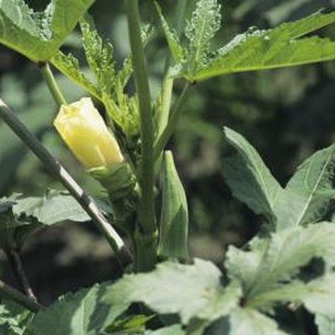 okra companion plants okra companion plants
