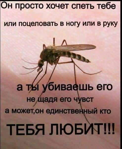 Картинки про комаров смешные