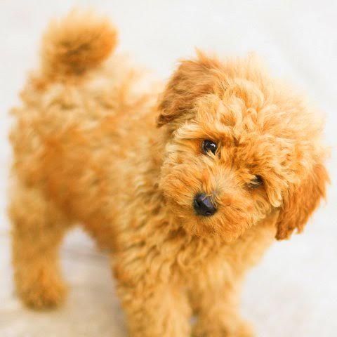 Poodle Dogs Apricot Miniature Poodle Akc And Ukc Poodles