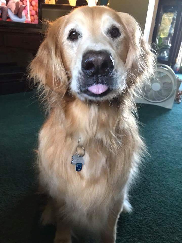 Love His Beautiful White Face That Little Tongue Hanging Out