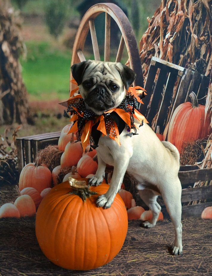 do black pugs shed less best 25 pug puppies ideas on pug puppies pug and black pug puppies do black pugs shed less best 25 pug puppies ideas on pug puppies pug and black pug puppies