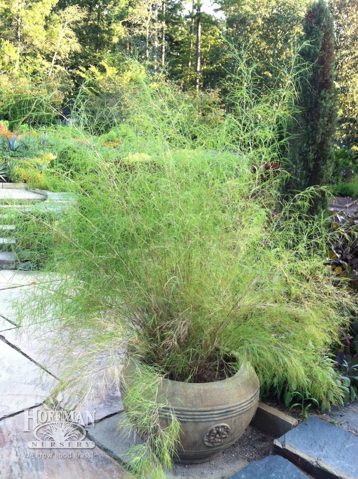 Decorative Urns For Plants Custom 63 Best Outstanding In Containers Images On Pinterest Garden Design Inspiration Decorative Urns For Plants Mesmerizing 63 Best Outstanding In Containers Images On Pinterest Garden Decorating Design