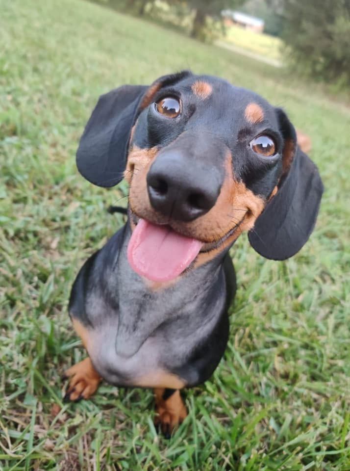 Pin By Felicia Leggett On I Love My Doxies In 2020 Funny