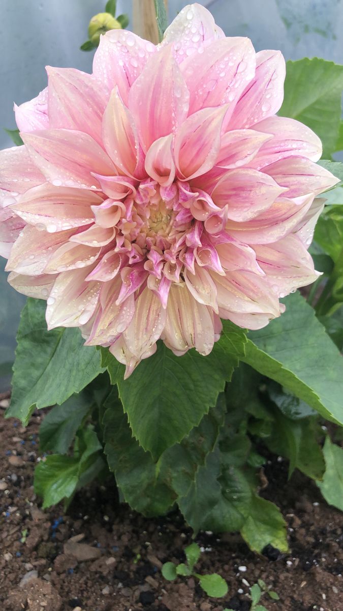 Cafe Au Lait Royal Dahlia