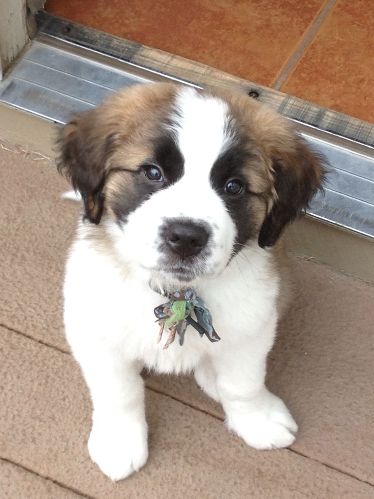 St Bernard Puppy Kona St Bernard Dogs St Bernard Puppy Giant Dog Breeds