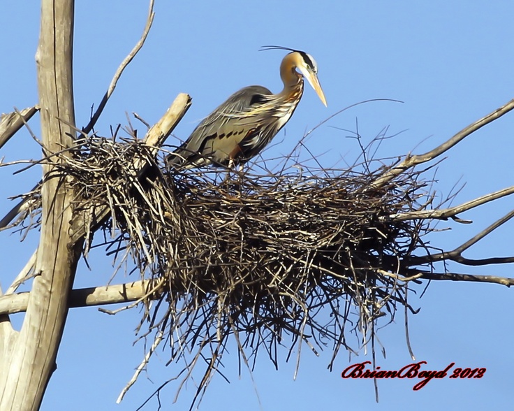 75 best birds from texas other images on pinterest 75 best birds from texas other images on pinterest