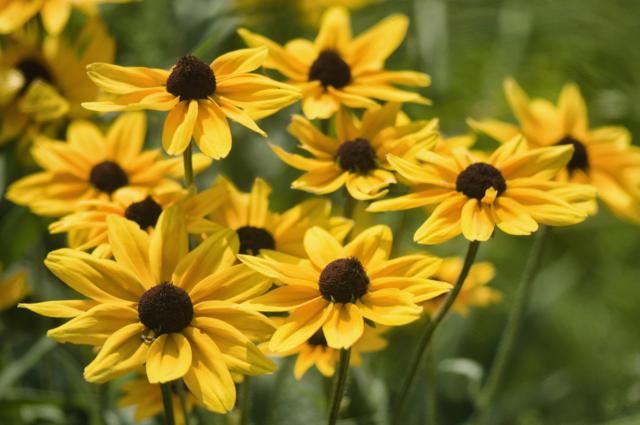 ✔️12+ Perennial flowers michigan - information Popular 10 8c40f1faa3d0cdb41a152859387b3a32 full sun perennials best perennials