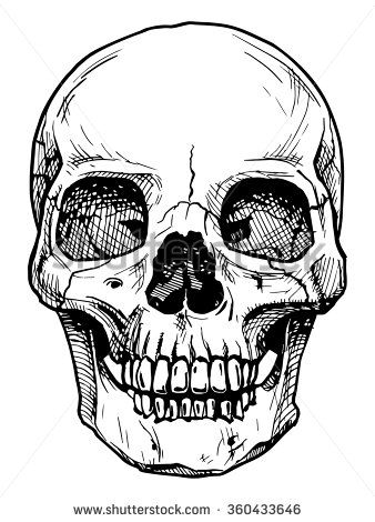 Vector black and white illustration of human skull with a lower jaw in ink hand drawn Vector black and white illustration of human skull with a lower jaw in ink hand drawn