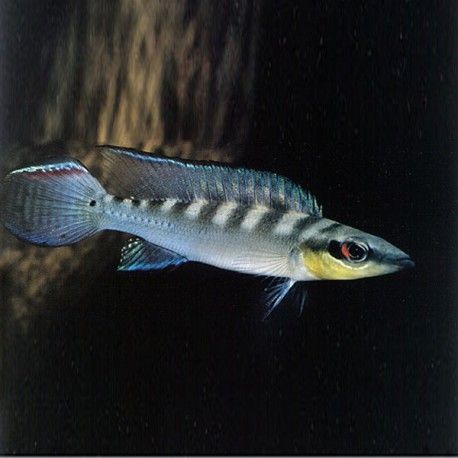 crenicichla regani p univers