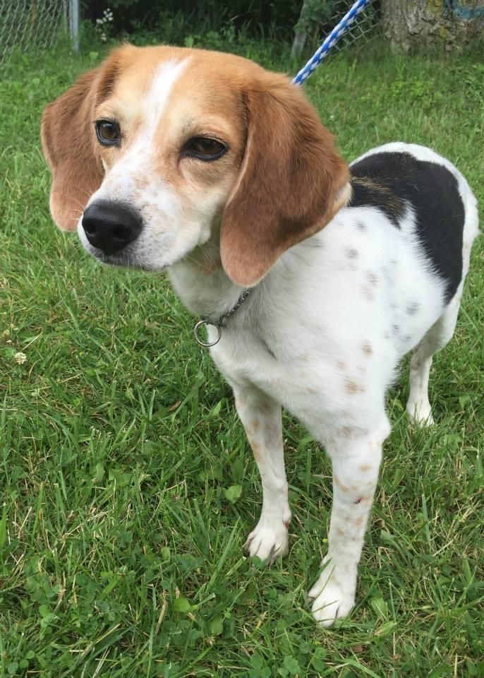 Adopt Small Dogs Ohio Adopt Small Dogs Ohio