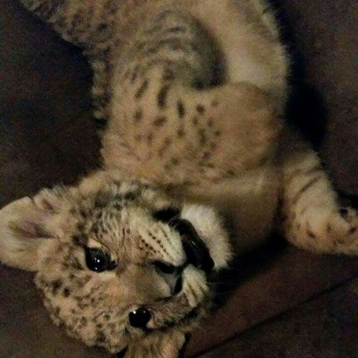 Pin on Tiger king