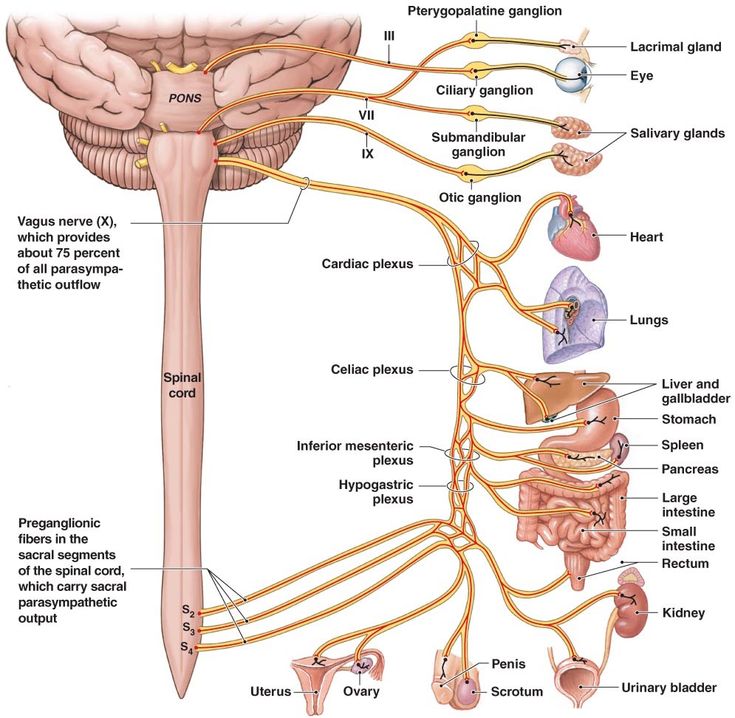asian american boy fibromyalgia research orgasm