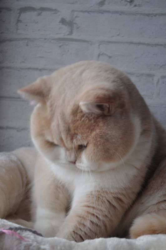 Katzenartige Korpulenz ist Ihre Schuld, nicht die Ihrer Katze