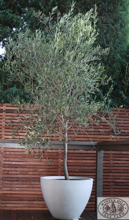The 25 Best Trees In Pots Ideas On Potted Olive Tree Suitable For Courtyards And Pots Frost Hardy Wind Drought