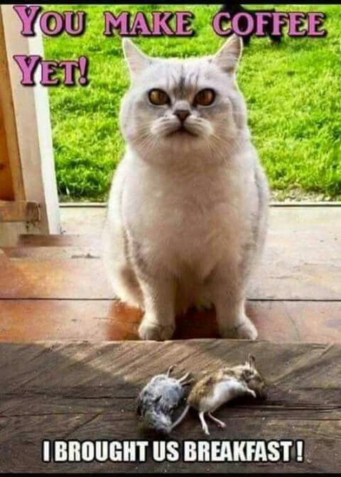 11050 best the best cat page images on pinterest kitty cats, cat 8c6cd83e2381ee7e53d15d162120c7d8 11050 best the best cat page images on pinterest kitty cats, cat,Cat Lover Meme