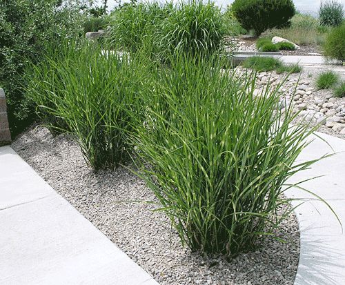 Shade Garden Ideas Zone 9 77 best perennial, zone 9 images on pinterest | garden plants Shade Garden Ideas Zone 9 77 best perennial, zone 9 images on pinterest | garden plants