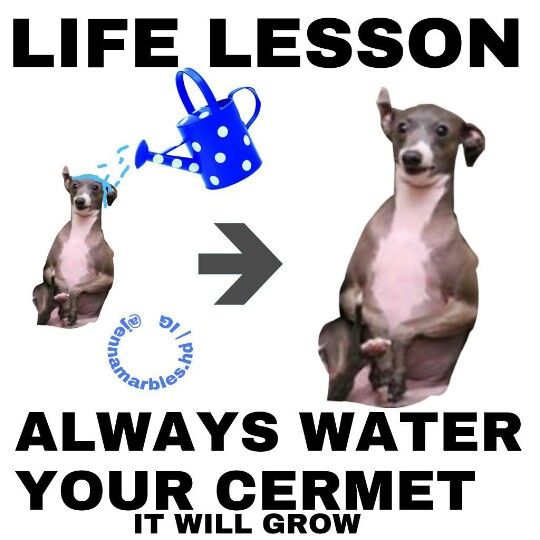 cermet jennamarbles cermet wateryourcermet lol pinterest