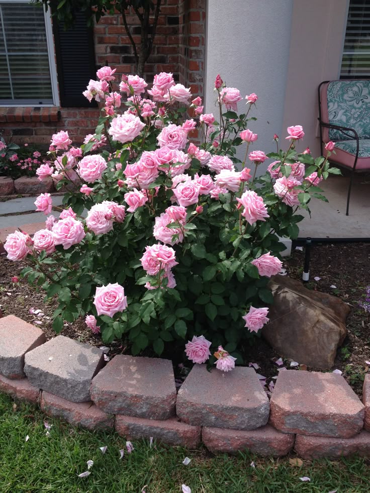 my husbands rose bush belindas dream loves to bloom and smells so rose bushfront gardensflower bedsbackyard ideasgarden - Flower Garden Ideas With Roses my husbands rose bush belindas dream loves to bloom and smells so rose bushfront gardensflower bedsbackyard ideasgarden - Flower Garden Ideas With Roses