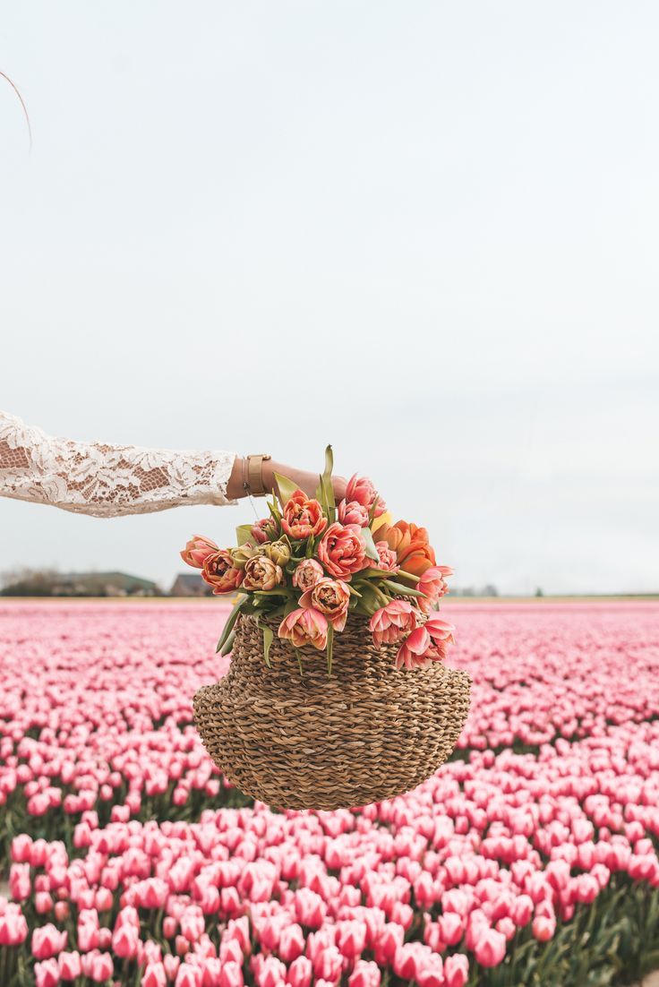 The Prettiest Tulip Fields In Holland In 2020 Tulip Fields