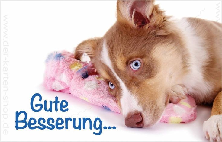 Gute besserung witzige bilder