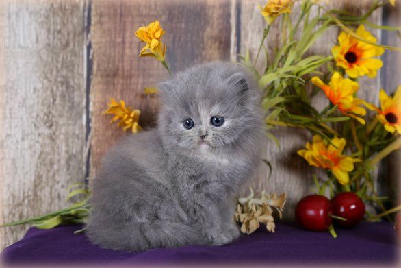 Doll Faced Persian Cat Breeders Texas Doll Faced Persian Cat Breeders Texas
