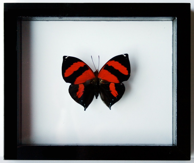 framed red heart butterfly real and mounted in black framed red heart butterfly real and mounted in black